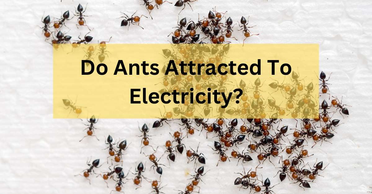 Do Ants Attracted To Electricity