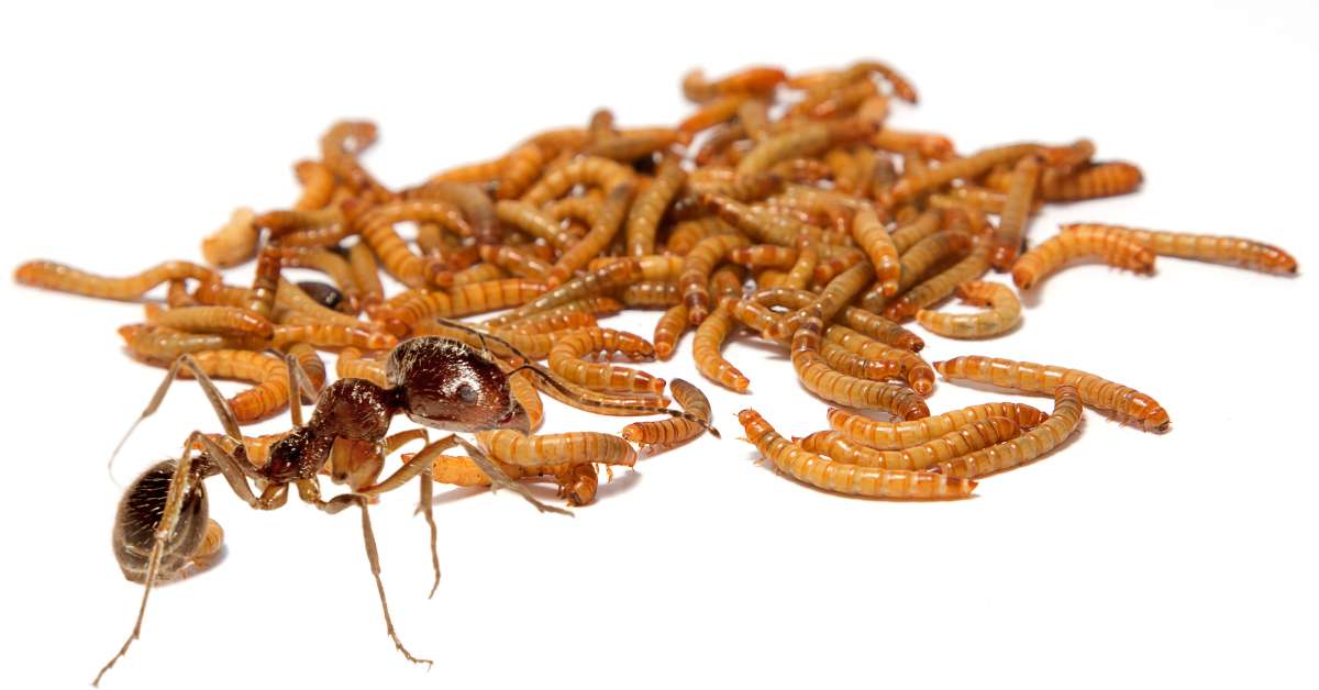 Do ants eat mealworms