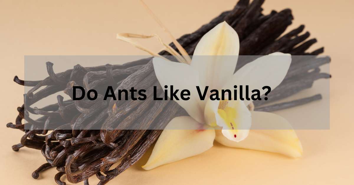 Do ants like vanilla?
