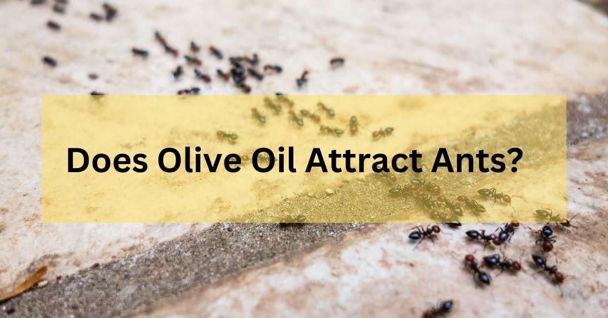Does Olive Oil Attract Ants?