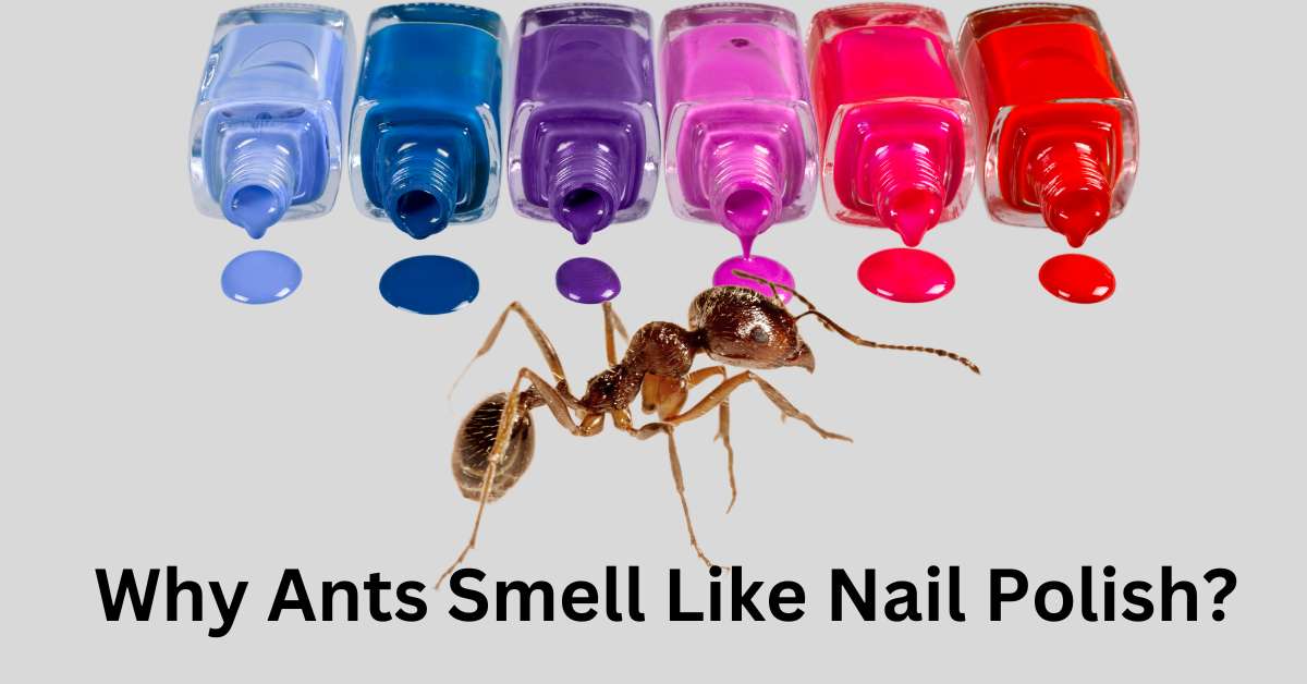 Why Ants Smell Like Nail Polish