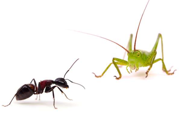 why do ants smell like nail polish? Here are the reasons