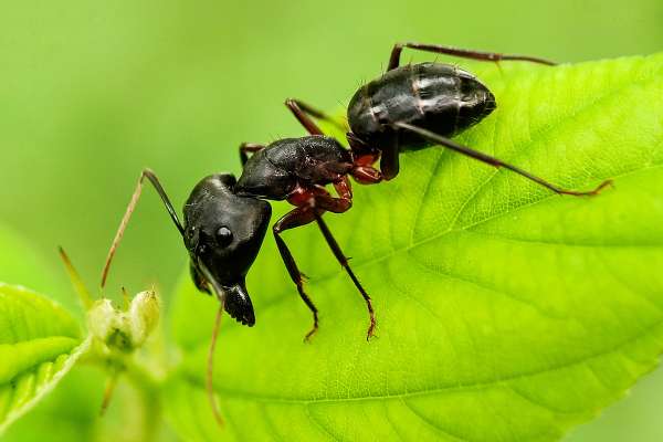 carpenter ants do not smell like nail polish. They smell like Formic acid