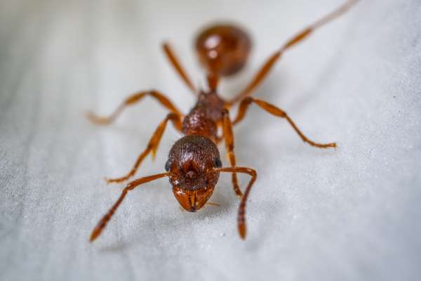 which ants are attracted to electricity?