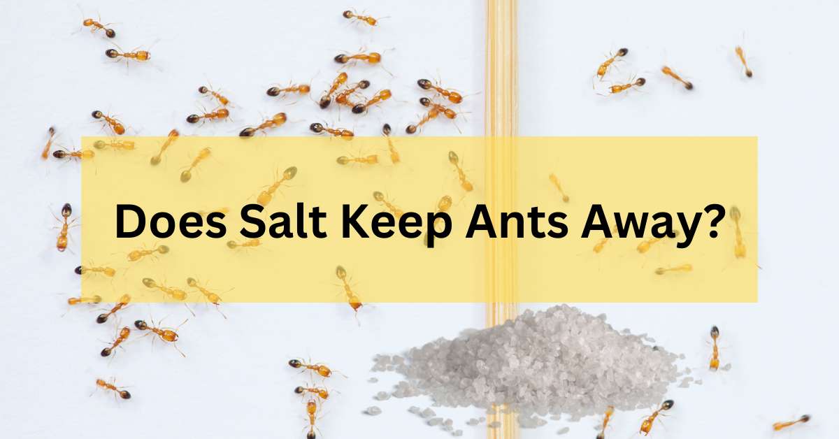 Does Salt Keep Ants Away?