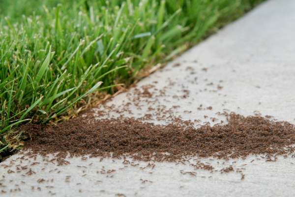 Fire ants can bite through concrete as well as clothes