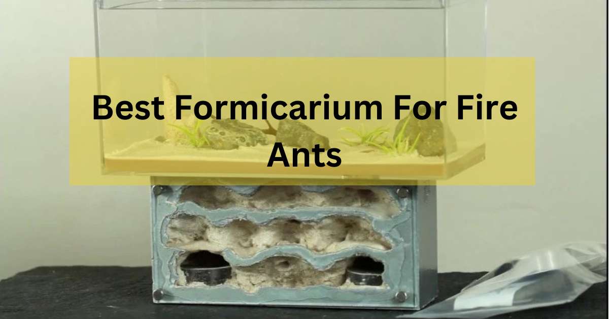 Best Formicarium For Fire Ants