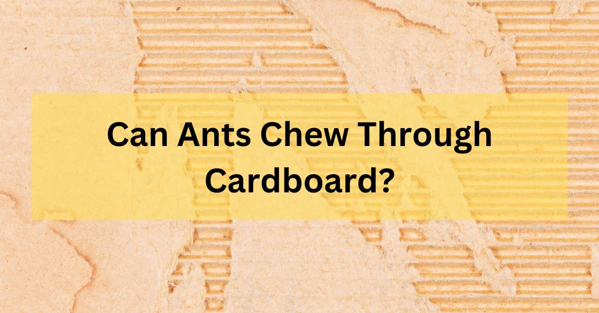 Can Ants Chew Through Cardboard?