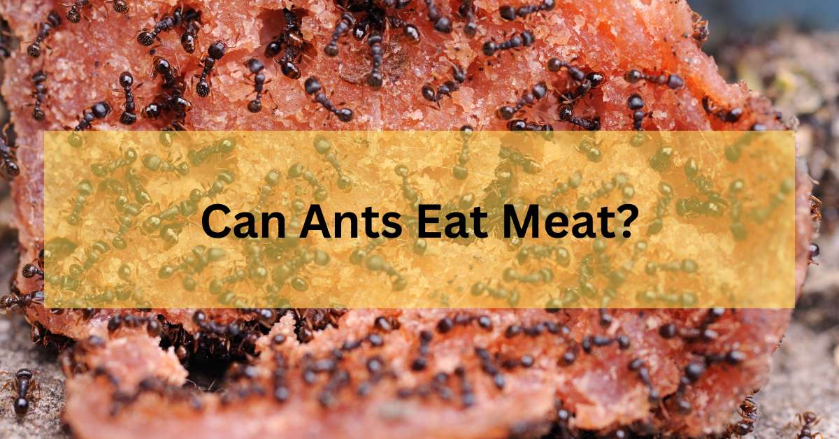 Can Ants Eat Meat?
