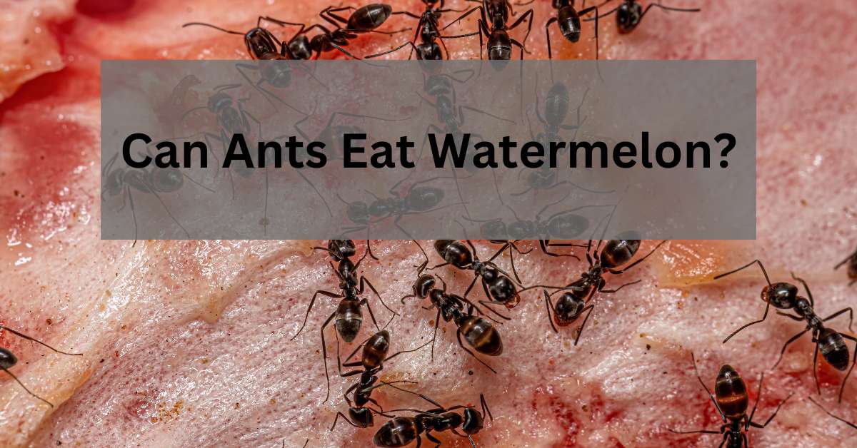 Can Ants Eat Watermelon?