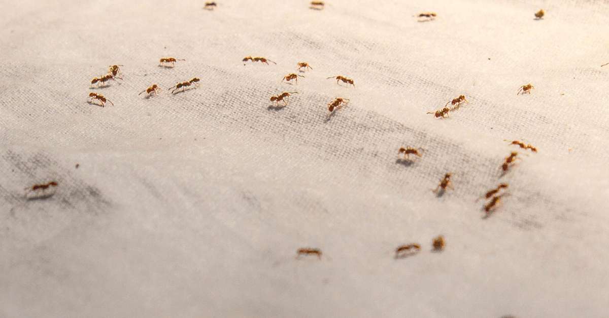 Can fire ants bite through clothes