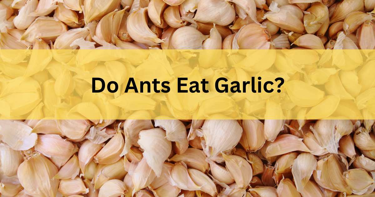 Do Ants Eat Garlic?