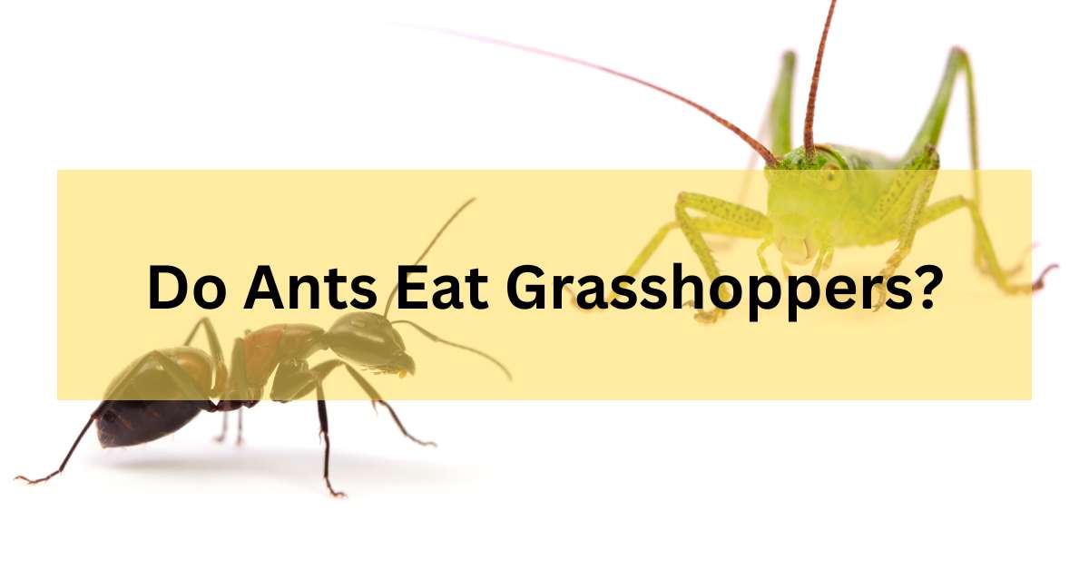 Do Ants Eat Grasshoppers?
