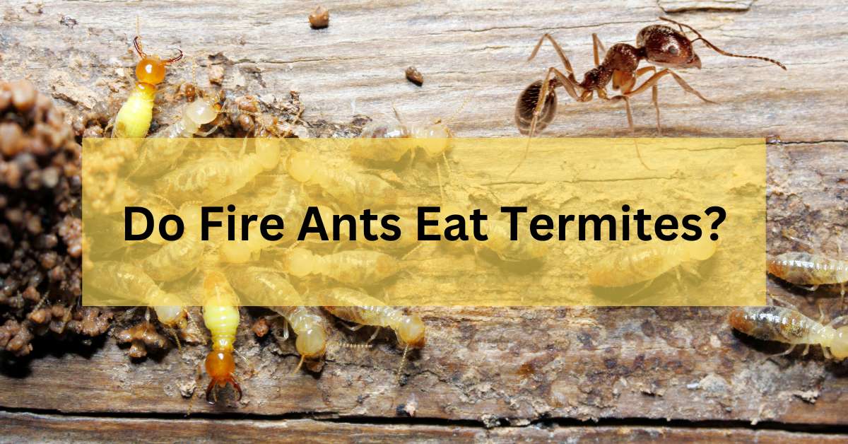 Do Fire Ants Eat Termites?