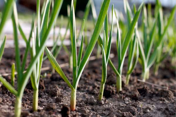 Do ants like garlic growing in the garden