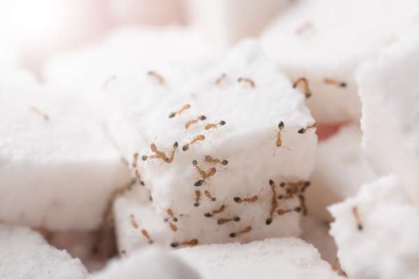 Can salt keep sugar ants away or does salt kill sugar ants?