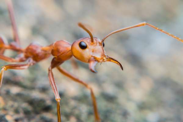 How do fire ants bite through clothes