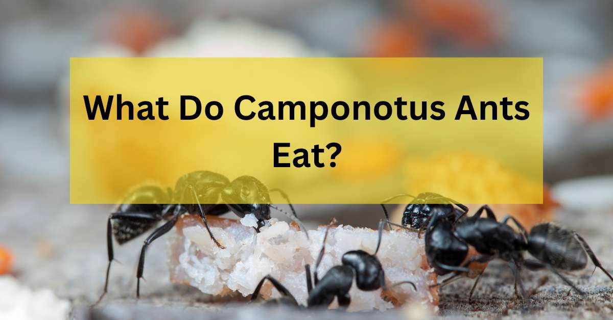 What Do Camponotus Ants Eat?
