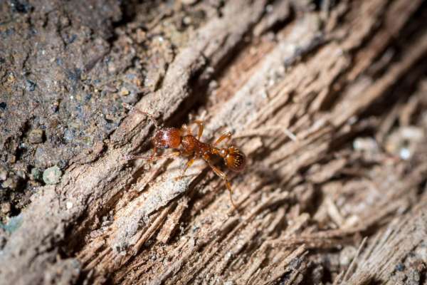 What can ants chew through?