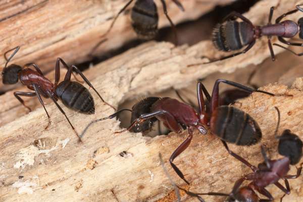 which ants can chew through cardboard