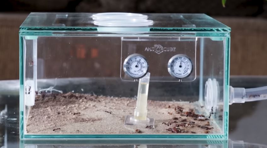 Why a formicarium for fire ants?