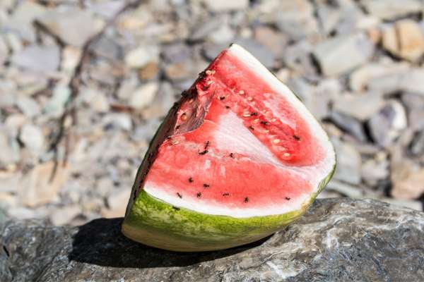 Why do ants eat watermelon?