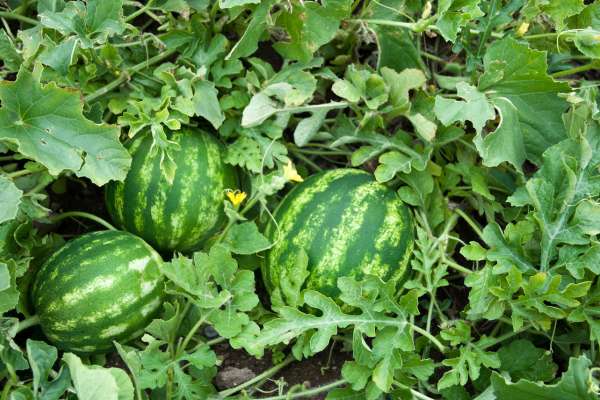 Why do ants stay on watermelon plants? 