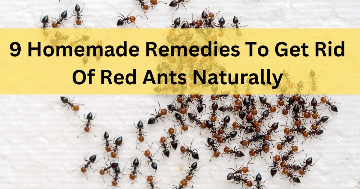 9 Homemade Remedies To Get Rid Of Red Ants Naturally