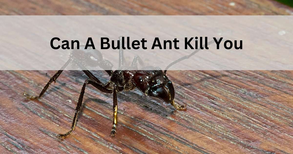 Can A Bullet Ant Kill You?
