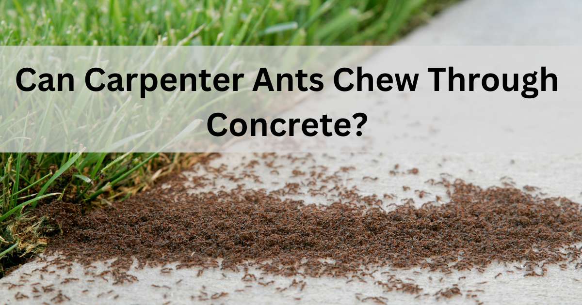 Can Carpenter Ants Chew Through Concrete?