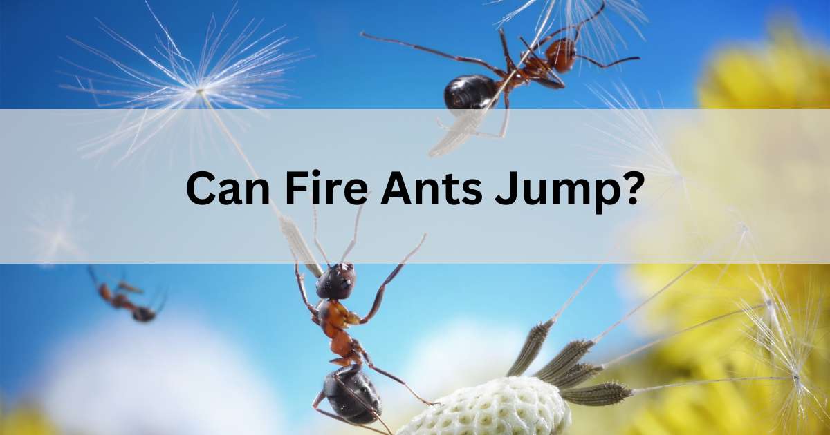 Can Fire Ants Jump?