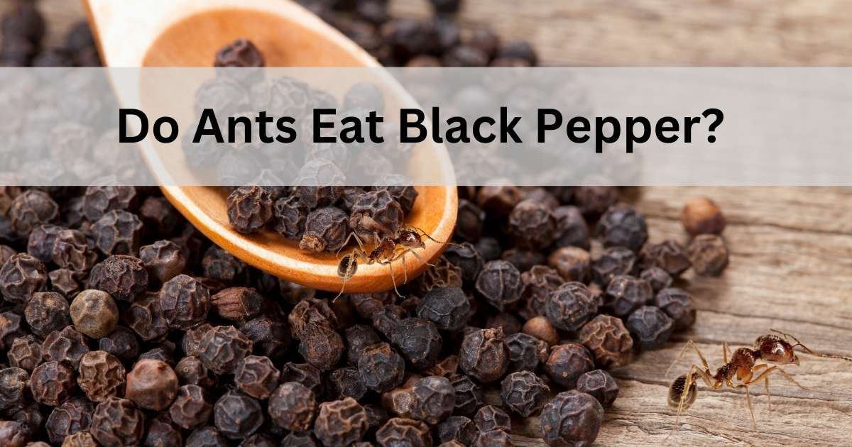 Do Ants Eat Black Pepper