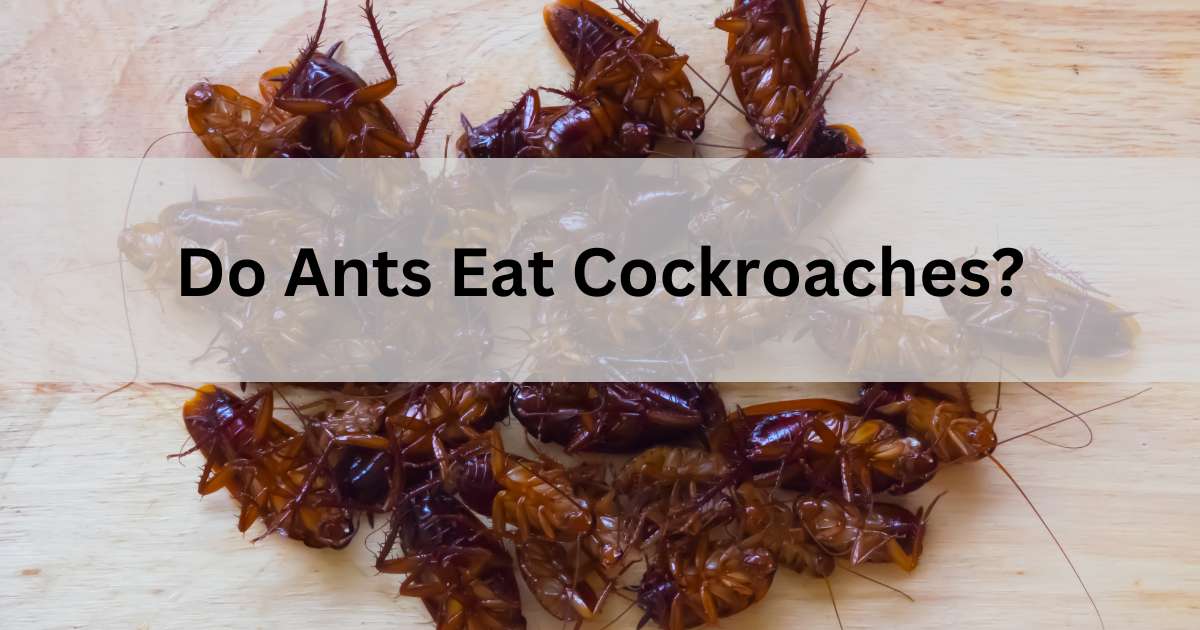 Do Ants Eat Cockroaches?
