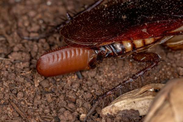 Do ants eat cockroach eggs?