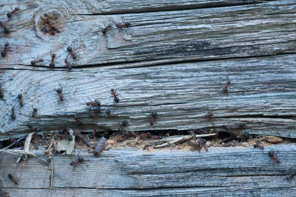 Do black carpenter ants eat wood