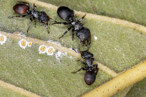 Gigantiops destructor ants can jump