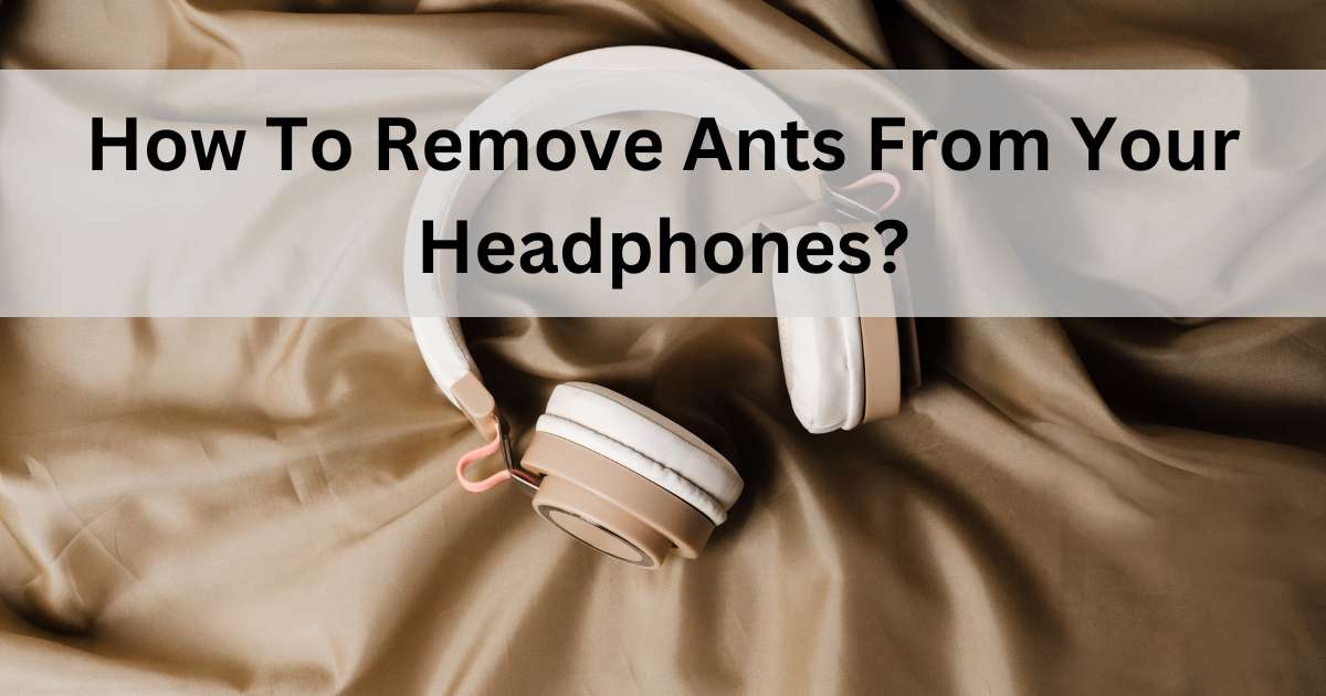 How To Remove Ants From Your Headphones