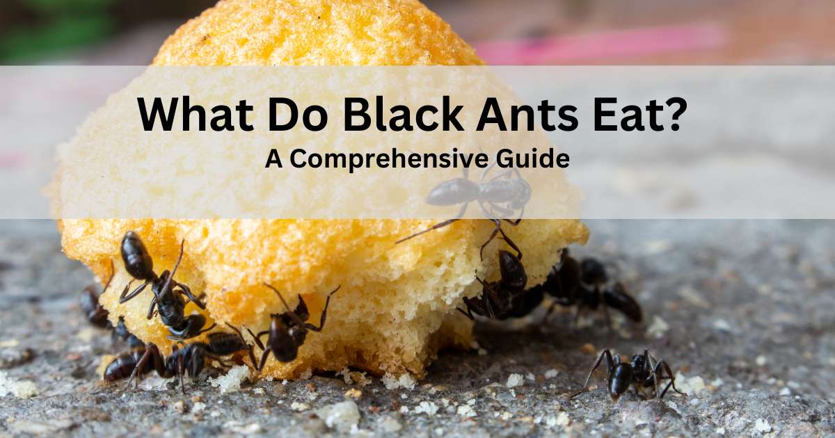 What Do Black Ants Eat?