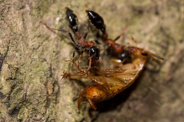 Why do ants eat cockroaches?