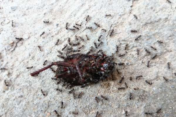 black ants eat dead insects because they can't hunt live insects