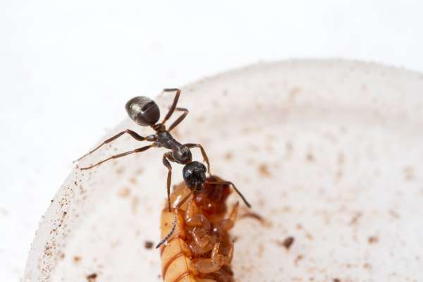 Black ants eat protein sources such as mealworms superworms 