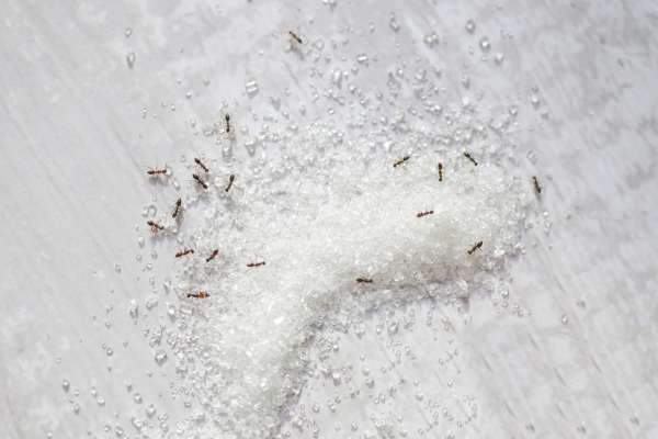 black ants eat sugar and sweet substances