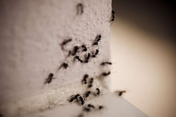 Can carpenter ants chew and eat concrete?