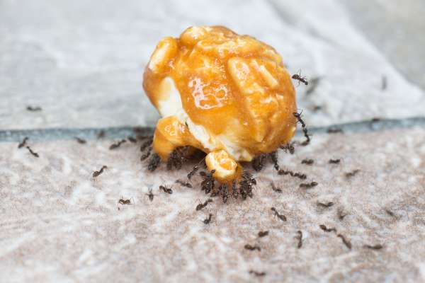 food particles let carpenter ants attract concrete