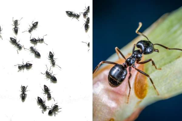 Different types of black ants you find
