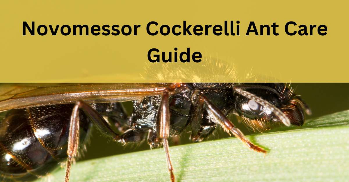 Novomessor Cockerelli Ant Care Guide