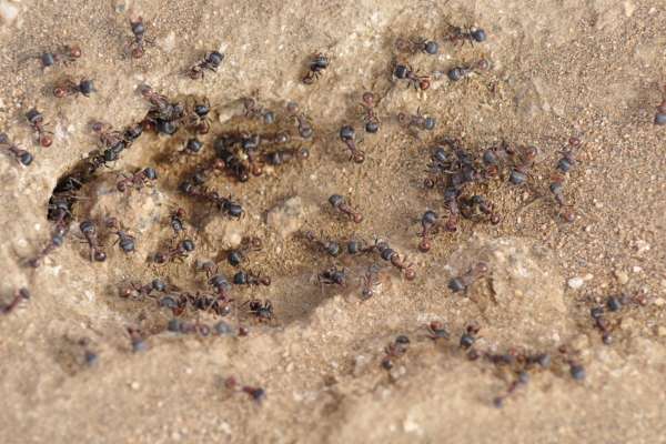 Novomessor Cockerelli ant care and natural habitat